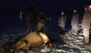 Табун лошадей в акмолинской степи расстрелял бизнесмен