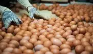 Рост цен на яйца не обоснован - МНЭ РК