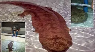 Гигантскую 200-летнюю саламандру нашли в отдаленной пещере