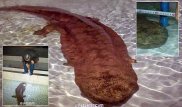 Гигантскую 200-летнюю саламандру нашли в отдаленной пещере