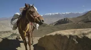 Лошадь с 50 килограммами марихуаны задержали на границе Казахстана и России