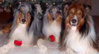 Пес вернулся к хозяевам в Лас-Вегас спустя 6 лет после пропажи