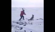 Пользователей Казнета возмутил ролик с раненым волком
