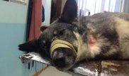 В Павлодаре живодеры расстреляли собаку из дробовика