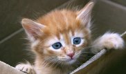 Убийцу котенка приговорили к 15 месяцам колонии строгого режима в Беларуси