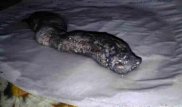 Неизвестное существо обнаружили на складе с углем в Костанайской области