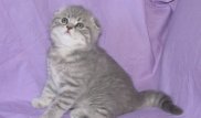 Аким Костанайской области подарит пятилетнему мальчику котенка