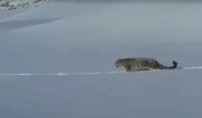 Краснокнижного снежного барса засняли очевидцы в горах Алматинской области