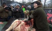 Еще одного льва публично вскрыли в датском зоопарке