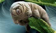 Ученые реанимировали животное, замороженное 30 лет назад