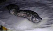 Боюсь разочаровать сообщество - специалист о неизвестном существе из Костанайской области