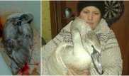 Жительница Актау спасла раненого лебедя