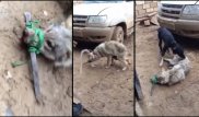 "Героев" видео с издевательством над волком нашли в Мангистау