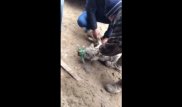 В Сети требуют публично наказать авторов видео с волком