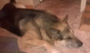 "Хатико" из Усть-Каменогорска едва не замерз насмерть в ожидании хозяина