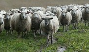 Сотрудники ФСБ задержали 45 баранов на границе с Казахстаном