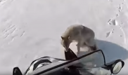 МВД РК изучает видео, на котором охотники переехали напавшего на них волка