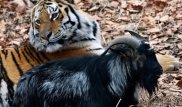 Тигр Амур едва не убил козла Тимура