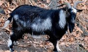 Козлу Тимуру нашли в невесты козу Меркель
