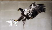 Полиция Нидерландов начала обучать орлов перехватывать беспилотники