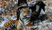 Юрист потребовал запретить СМИ рассказывать о тигре Амуре и козле Тимуре