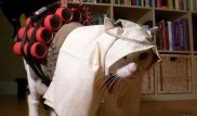 Кота-смертника со взрывчаткой разыскивают в Москве