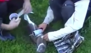 Пользователи Сети требуют наказать "героев" видео с убийством кота петардой