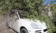 В Актау владелец Porsche Cayenne не смог отсудить компенсацию за упавшее на авто дерево