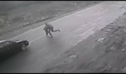 Украинец героически спас ребенка от наезда авто, приняв удар на себя