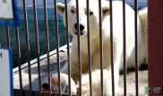 В зоопарке Алматы белого медведя угостили тортом из мяса и рыбы
