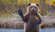 Медведь вручил "Оскар" Ди Каприо в русской версии "Выжившего"