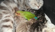 Кошка и попугай подружились в уральской семье