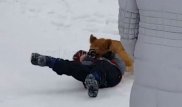 Нападение львенка на ребенка в России попало на видео