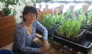 Жительница Экибастуза выращивает тюльпаны, чтобы накопить на пересадку почки