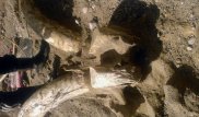 Останки неизвестного доисторического животного нашли на Иссык-Куле