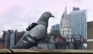 Лондонские голуби сообщают о качестве воздуха через Twitter