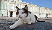 Коты Эрмитажа попали в рейтинг необычных достопримечательностей