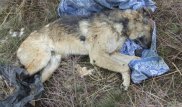 В окрестностях Усть-Каменогорска нашли сваленные в кучу тела более 20 собак