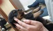 Девять породистых щенков ротвейлера похитили грабители в Алматы