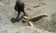 Останки доисторического животного на Иссык-Куле могут принадлежать степному мамонту - археологи КР