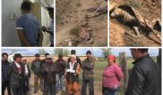 В ауле на юге Казахстана ради ушей за одну ночь украли и зарезали 22 осла