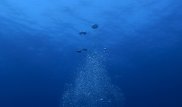В коре Земли под толщей океана найдена жизнь