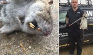 В Великобритании поймали крысу "размером с ребенка"