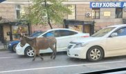 Одинокий ослик разгуливал по улицам Алматы