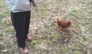 Жительница Усть-Каменогорска завела в квартире курицу и выгуливает ее на поводке