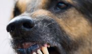 Собаки насмерть загрызли 3-летнюю девочку в Алматы