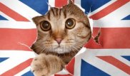 Кота взяли на работу в британский МИД
