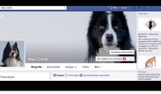 Собаки смогут вести страницу в Facebook