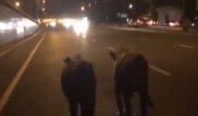 Гуляющих по Аль-Фараби коров сняли на видео