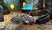 Обезглавленную зебру скормили тигру в норвежском зоопарке на глазах у посетителей